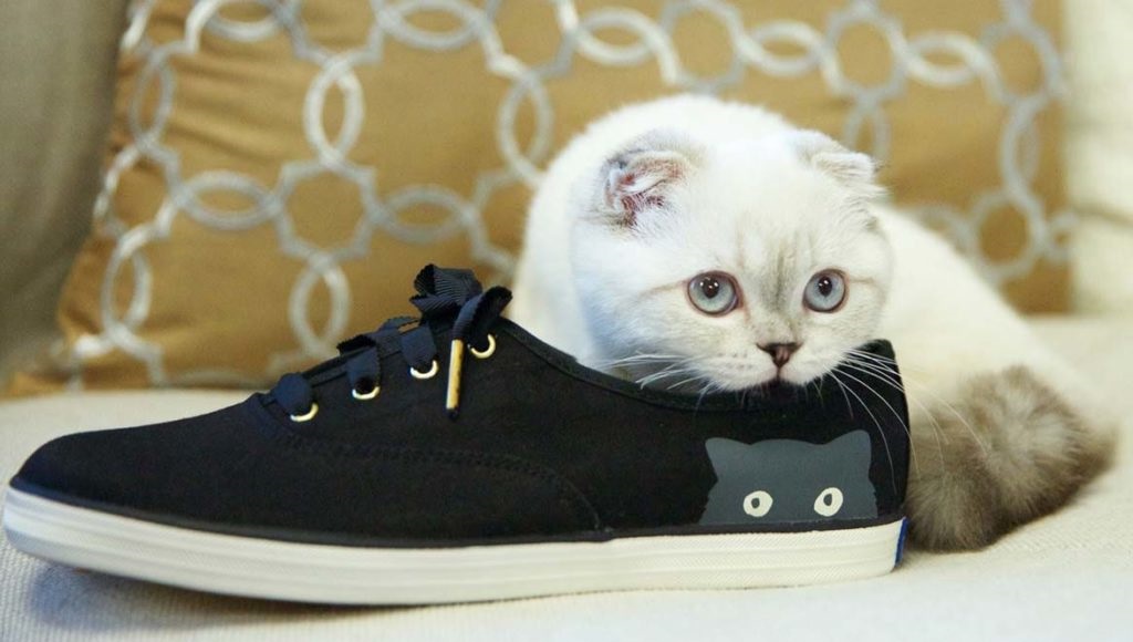 кот замечает