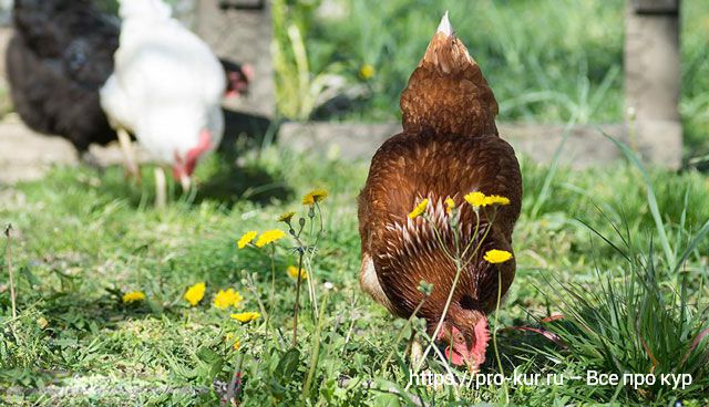 10 шагов по содержанию цыплят для начинающих с нуля в домашних условиях.