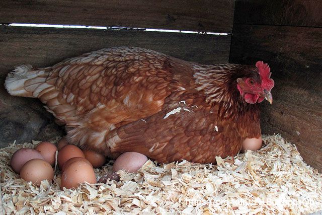 10 шагов по содержанию цыплят для начинающих с нуля в домашних условиях.