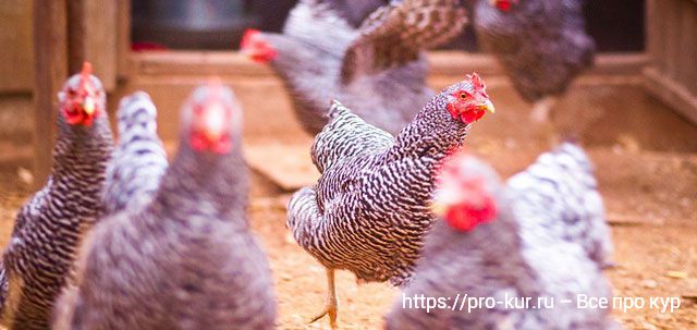 О содержании кур для новичков – 10 шагов успешного выращивания