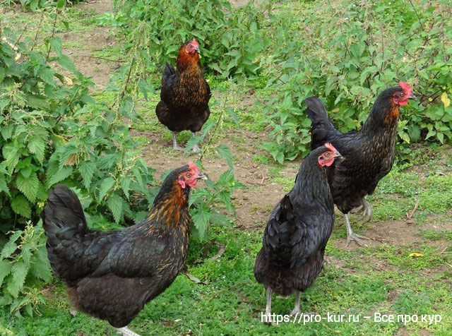 О содержании кур для новичков – 10 шагов успешного выращивания
