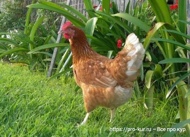 10 шагов по содержанию цыплят для начинающих с нуля в домашних условиях.