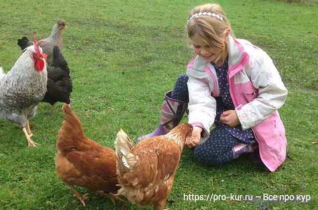 О содержании кур для новичков – 10 шагов успешного выращивания