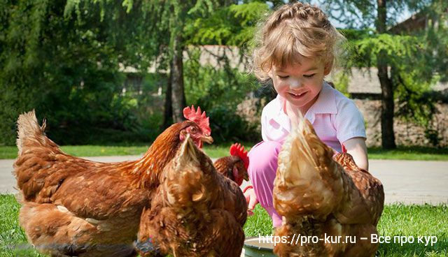 О содержании кур для новичков – 10 шагов успешного выращивания