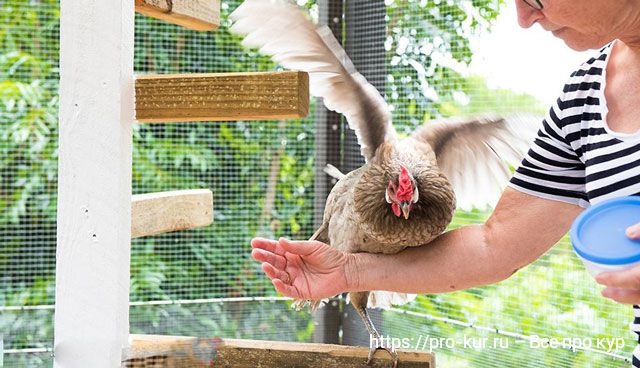 10 шагов по содержанию цыплят для начинающих с нуля в домашних условиях.
