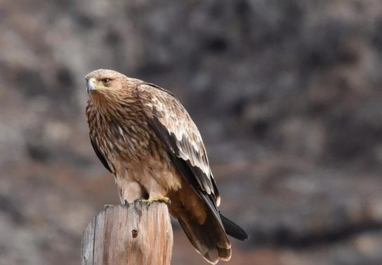 Крымские эндемичные растения и животные