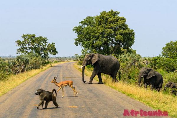 Где увидеть обезьян в Африке: Национальный парк Крюгера, ЮАР