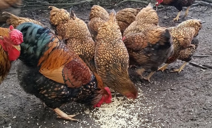 Питание кур