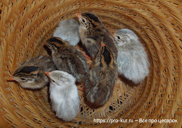 Разведение цесарок в домашних условиях для начинающих.