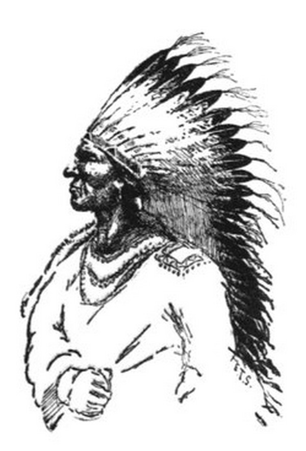 Все о белоголовом орле: описание, поведение в природе, интересные факты