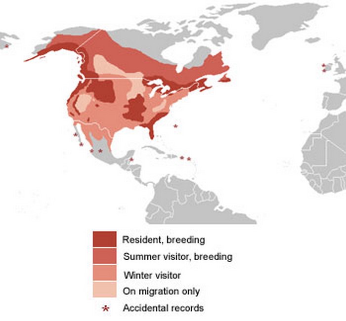 Все о белоголовом орле: описание, поведение в природе, интересные факты