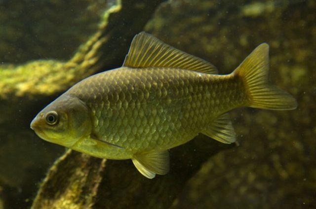 Серебряный карп