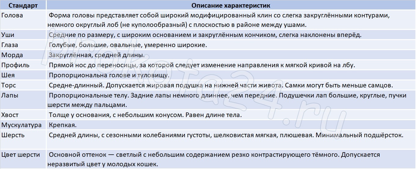 стандарты породы кошек рэгдолл
