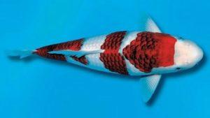 Кои хикари момоно