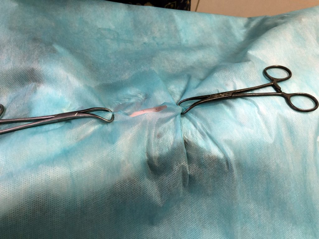 sterilizaciya-koshki