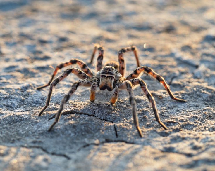 Тарантул