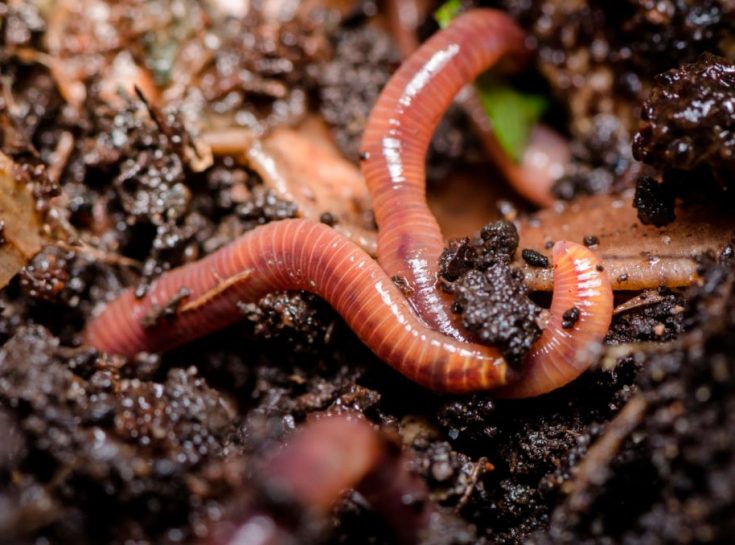 Дождевой червь: образ жизни и среда обитания