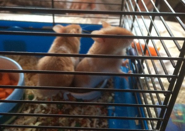 Хомяки в клетках