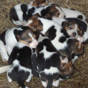 Русская пегая гончая