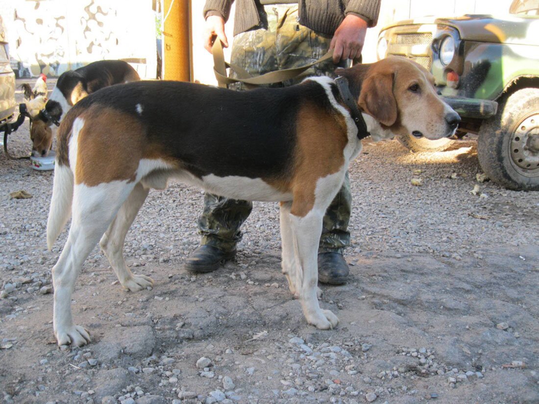 Русская пегая гончая