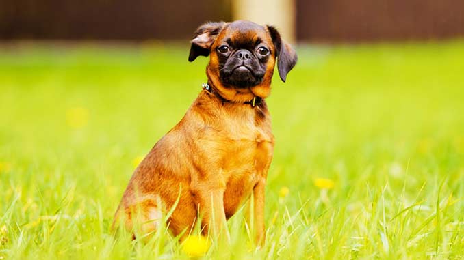 Картинка красного цвета Petit Brabanson