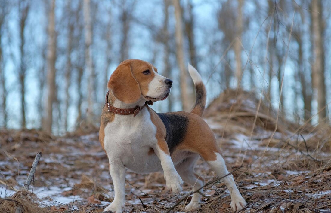 Русская пегая гончая