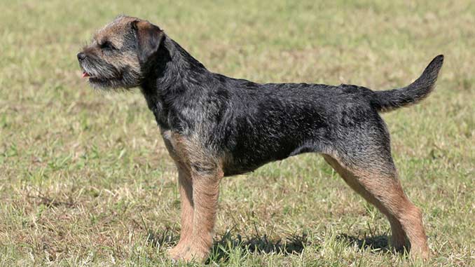 Бордер терьер чепрачный фото