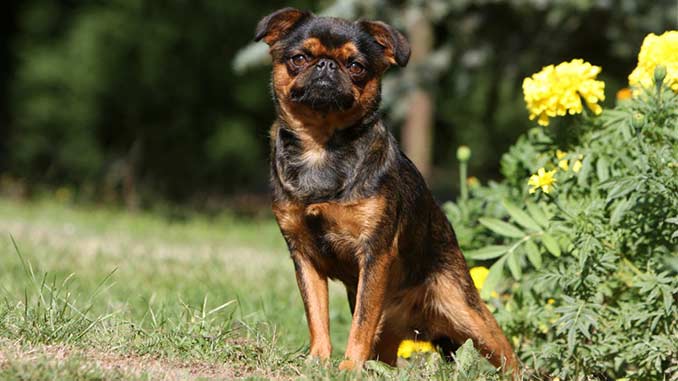 Пети Брабансон черно-коричневое изображение