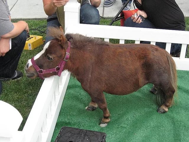 Самая маленькая лошадь на земле: миниатюрные породы, мини-аппалуза, фалабелла и тумбелина