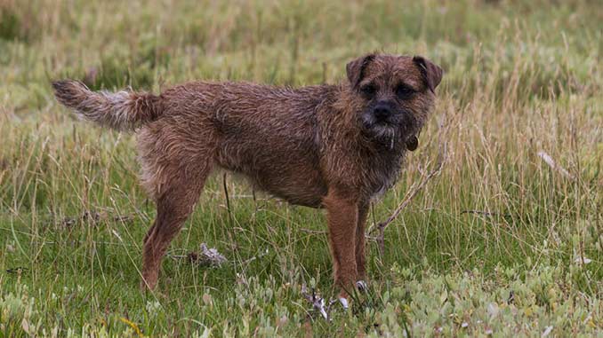 бордер терьеры окрас гризли фото