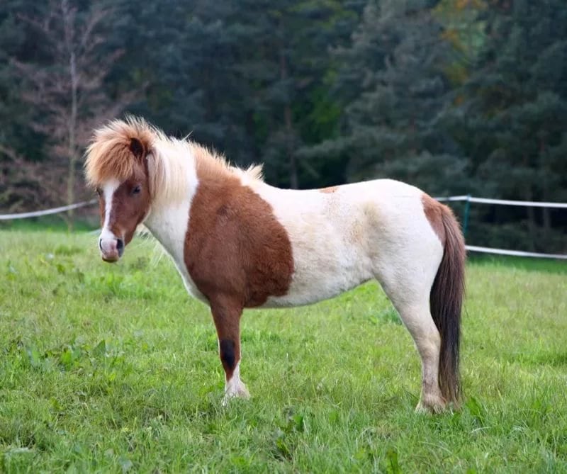 Самая маленькая лошадь на земле: миниатюрные породы, мини-аппалуза, фалабелла и тумбелина