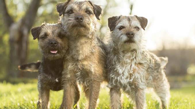 фото собак породы бордер терьер