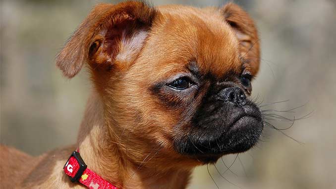 Маленький брабансон крупным планом