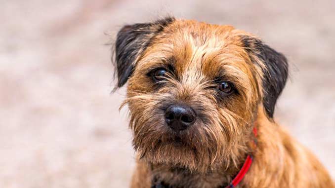 Бордер терьеры фото крупным планом