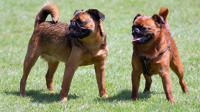 картина собаки породы пти брабансон