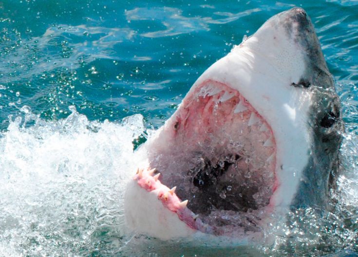 Размеры САМЫХ БОЛЬШИХ белых акул