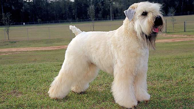 Пшеничный терьер светлый окрас фото