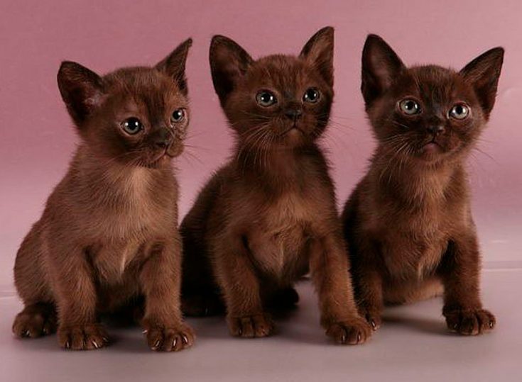 Кошка бурма: описание породы, характер коричневого кота, выбор котёнка, уход за питомцем и содержание