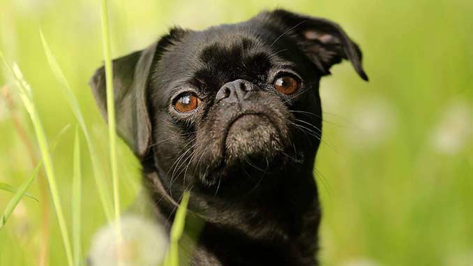 Маленький брабансон в черном цвете
