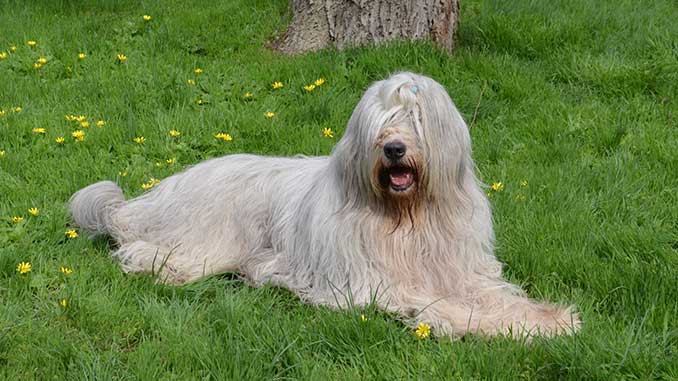 южнорусская овчарка на прогулке фото