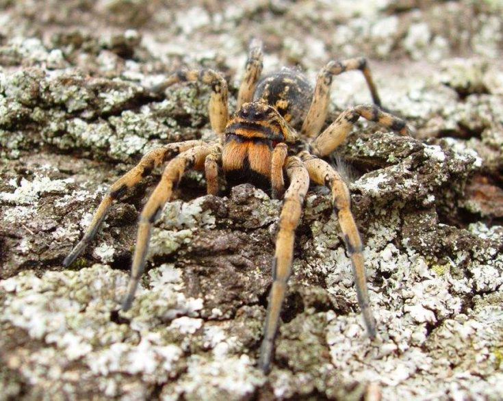 Что это за паук Тарантул