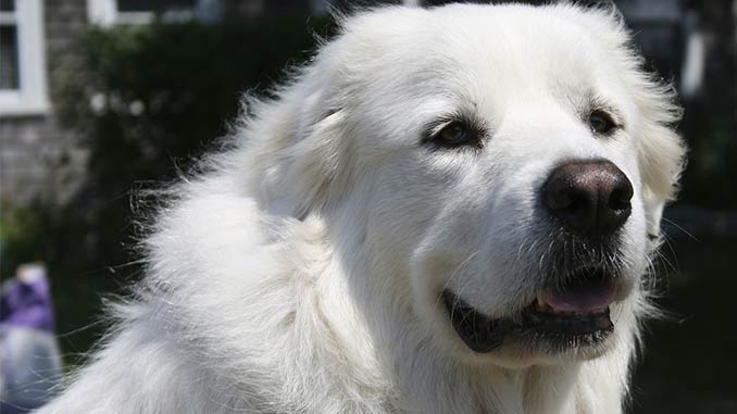 пиренейская собака фото крупным планом