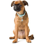 Изображение маленького брабансона