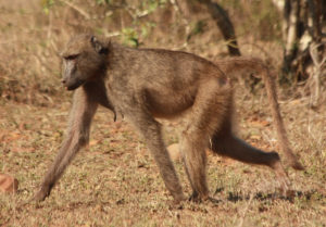 картинка обезьяны