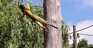 картинка обезьяны