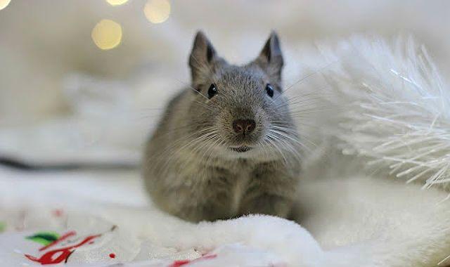 Белка дегу дома