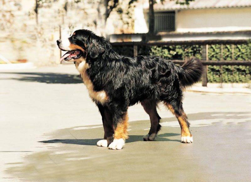 20 пастушьих пород собак