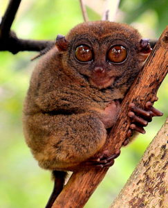 картинка обезьяны