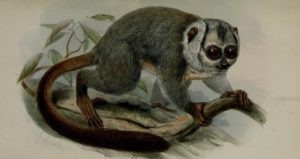 картинка обезьяны