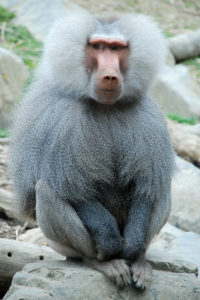 картинка обезьяны